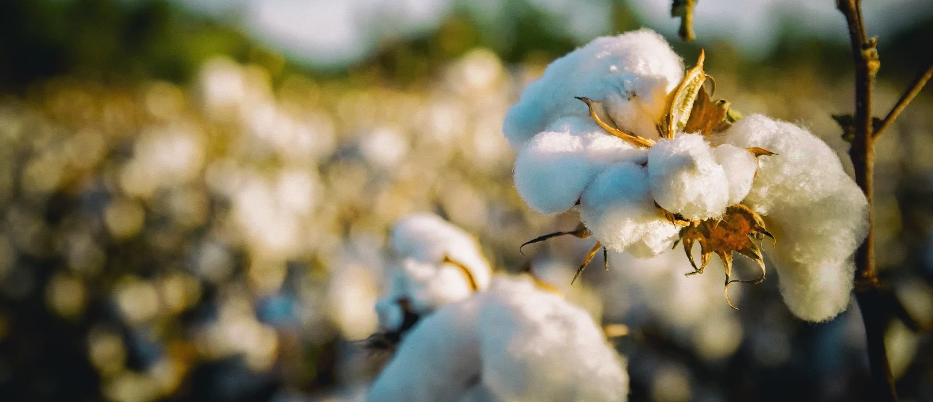 Cotton Suppliers, Traders and Distributors