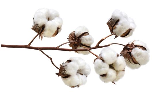 Targray Cotton Newsletter